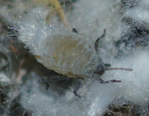 Afidi (Eriosomatinae) nel terreno